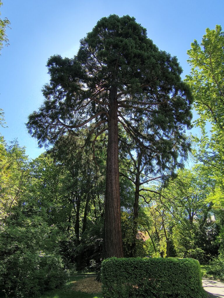 Botanická záhrada Banská Štiavnica, sekvojovec mamutí